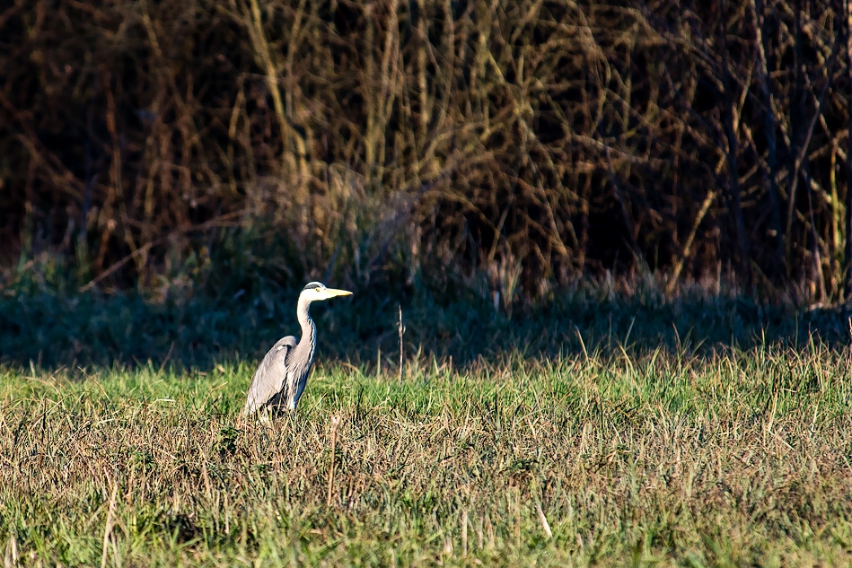 Faune - Lac de Châlette-sur-Loing