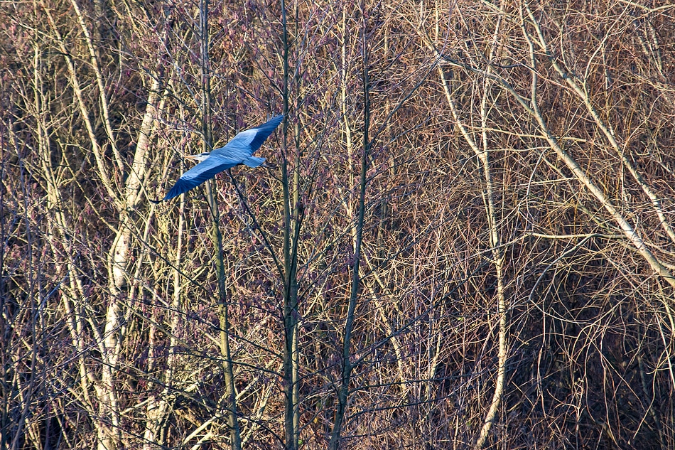 Faune - Lac de Châlette-sur-Loing