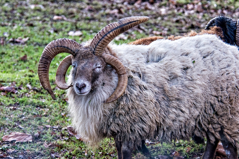 Faune - Lac de Châlette-sur-Loing