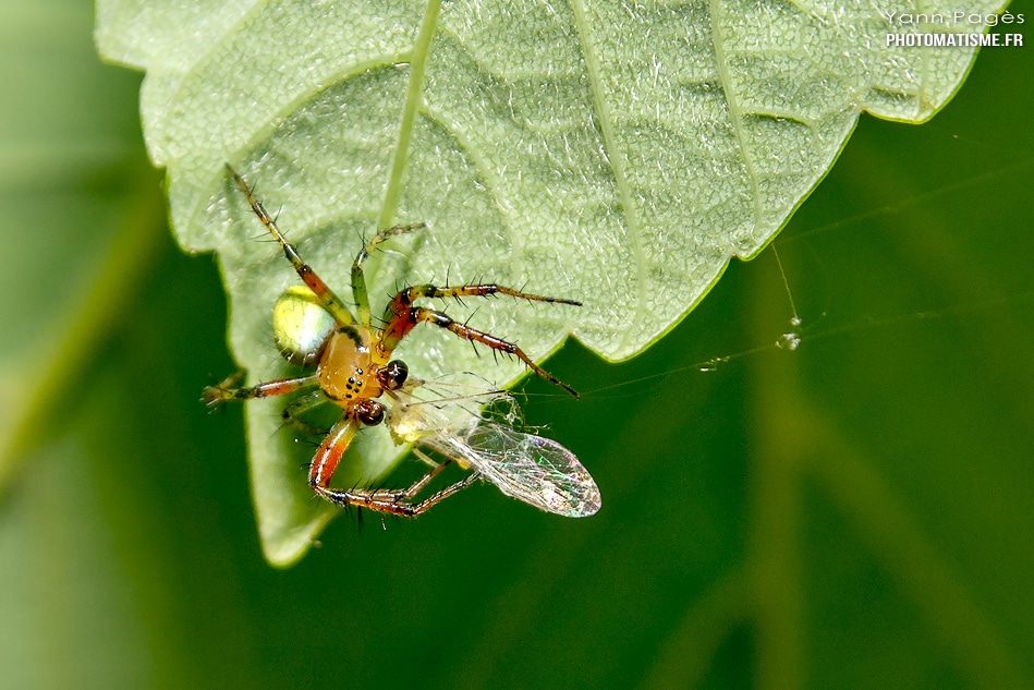 Araignée courge ou Epeire concombre