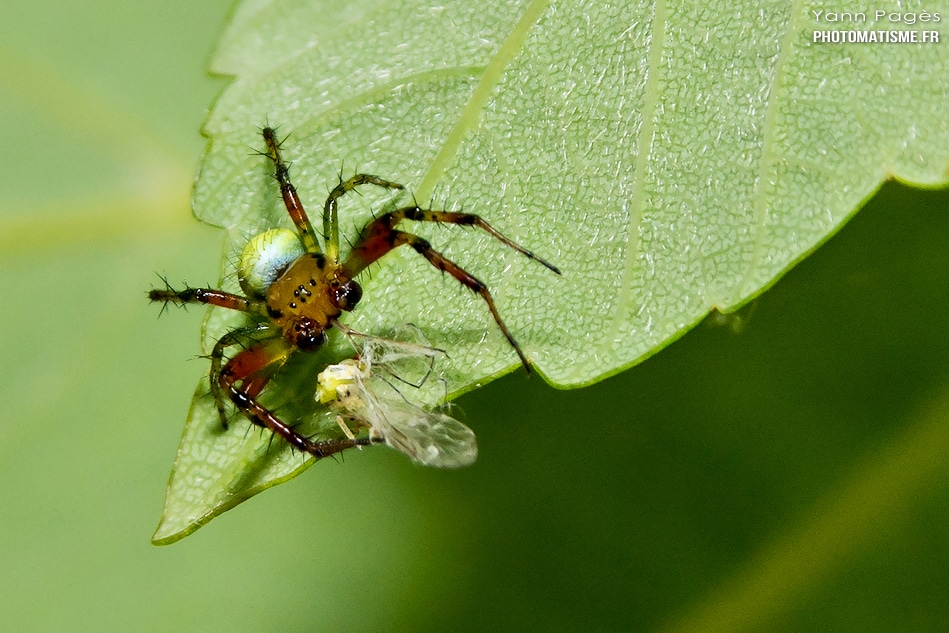 Araignée courge ou Epeire concombre