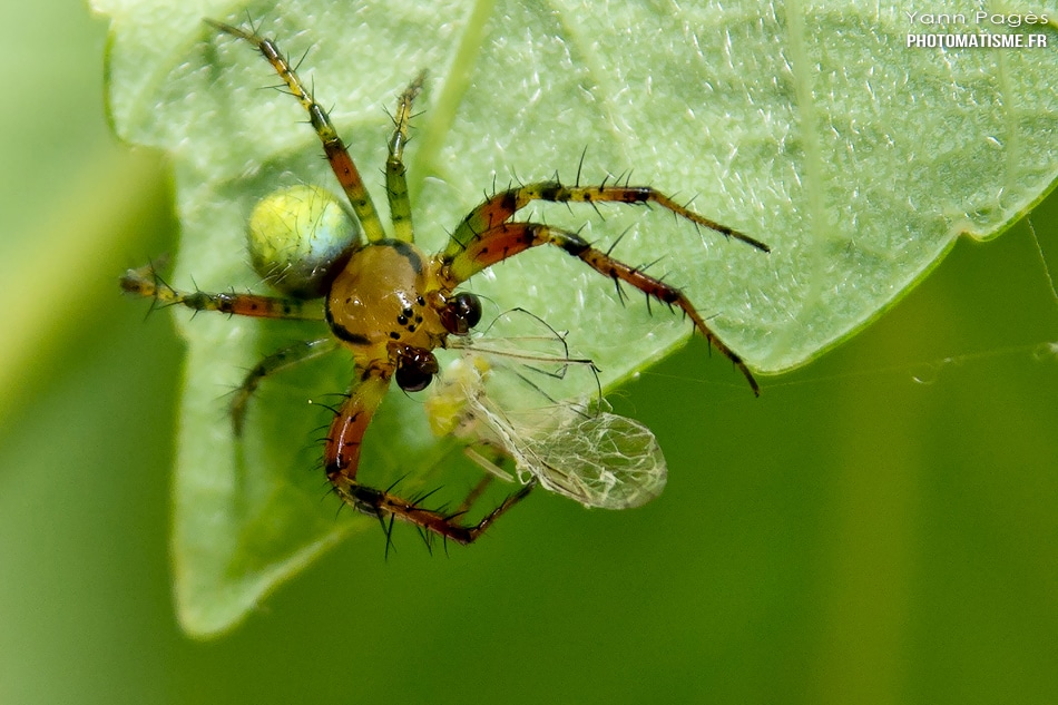 Araignée courge ou Epeire concombre