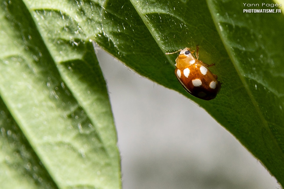 coccinelle