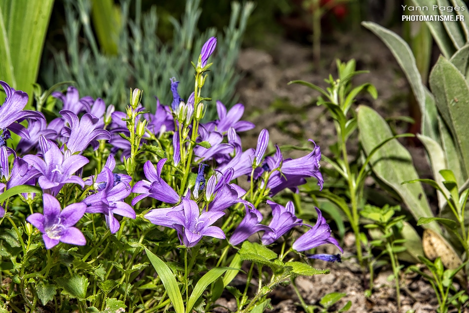 Fleurs