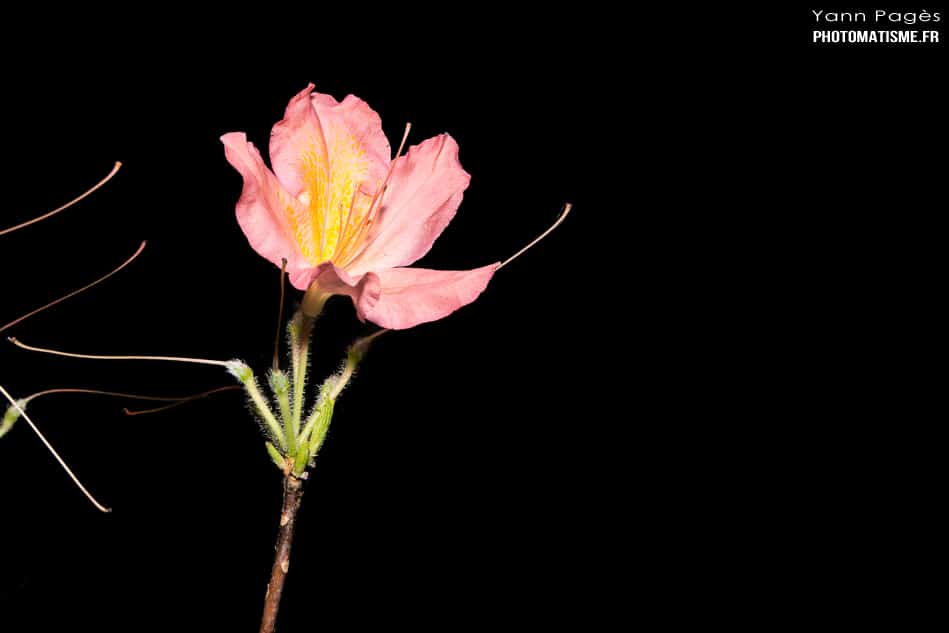 Rhododendron japonicum