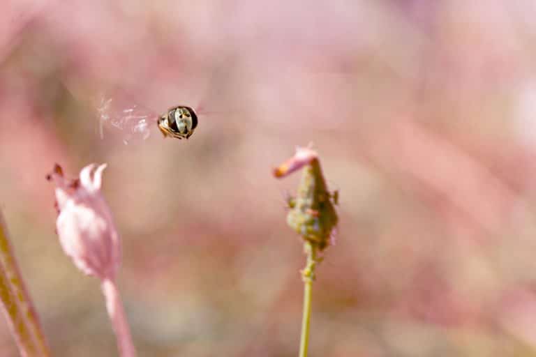 Macro d'insecte