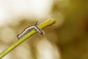 Macro d'insecte