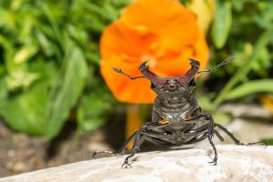 Macro d'insecte