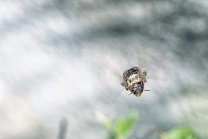 Macro d'insecte