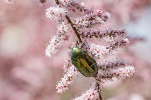Macro d'insecte