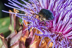 Macro d'insecte