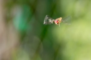 Macro d'insecte