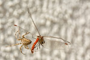 Macro d'insecte