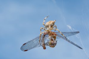 Macro d'insecte
