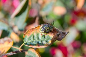 Macro d'insecte