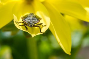 Macro d'insecte