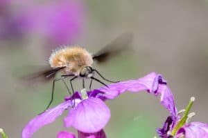 Macro d'insecte