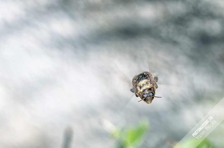 Abeille charpentière en vol