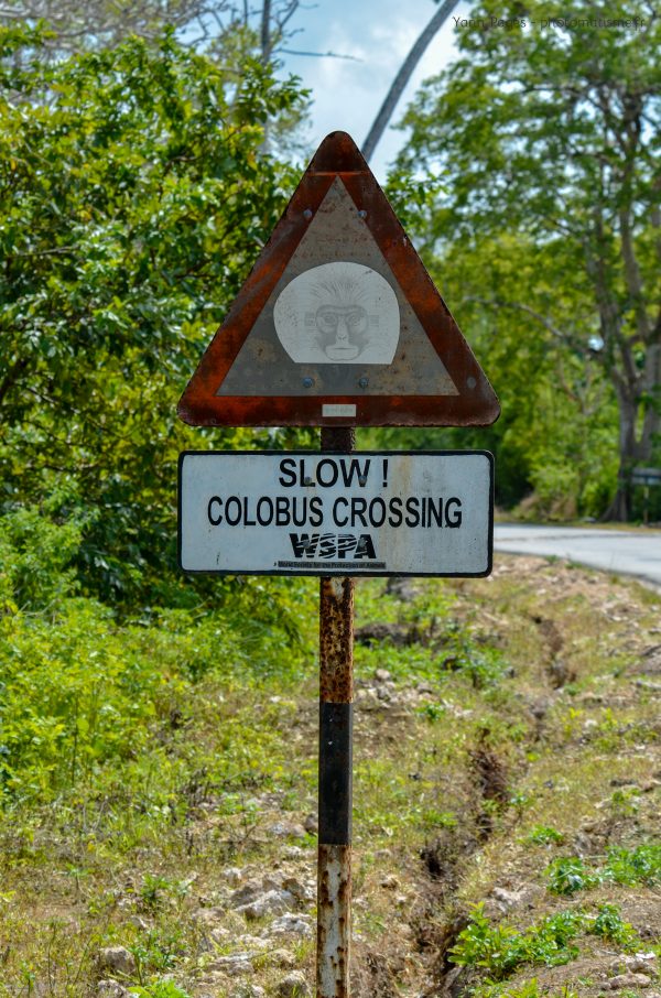 Colobe roux de Zanzibar | Photomatisme | Photographe Montargis