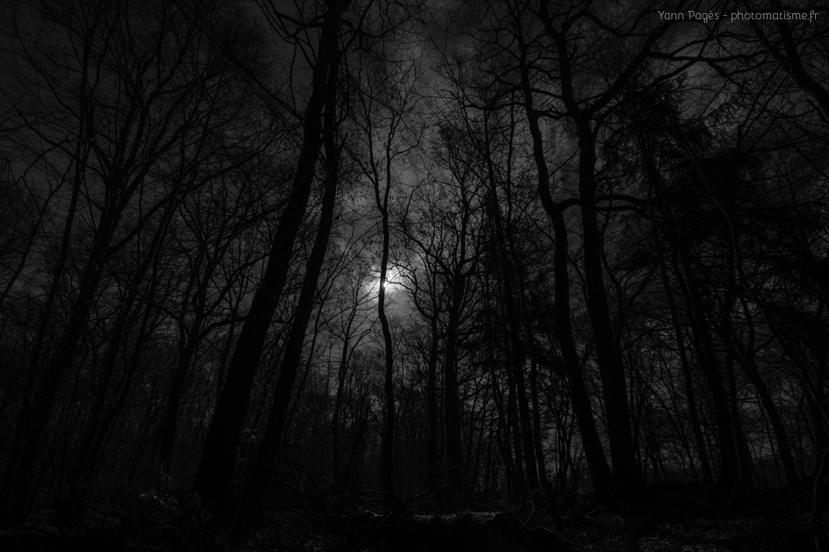 En forêt de Montargis la nuit