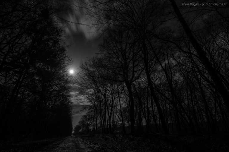 En forêt de Montargis la nuit