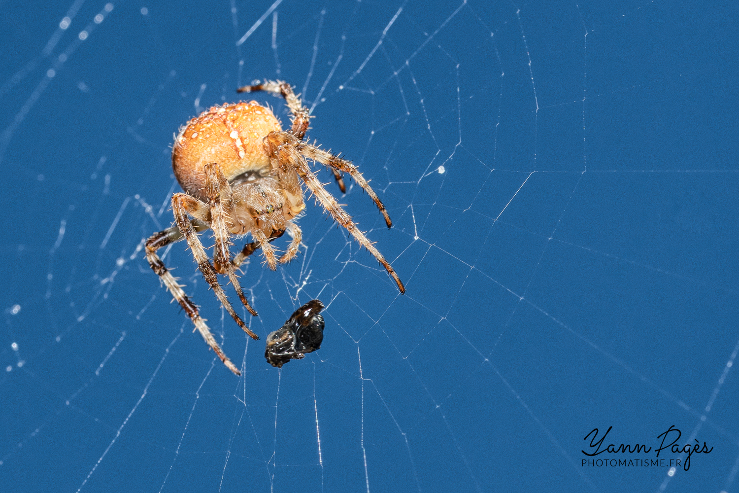 Macro : Épeire diadème. Araignée de jardin.