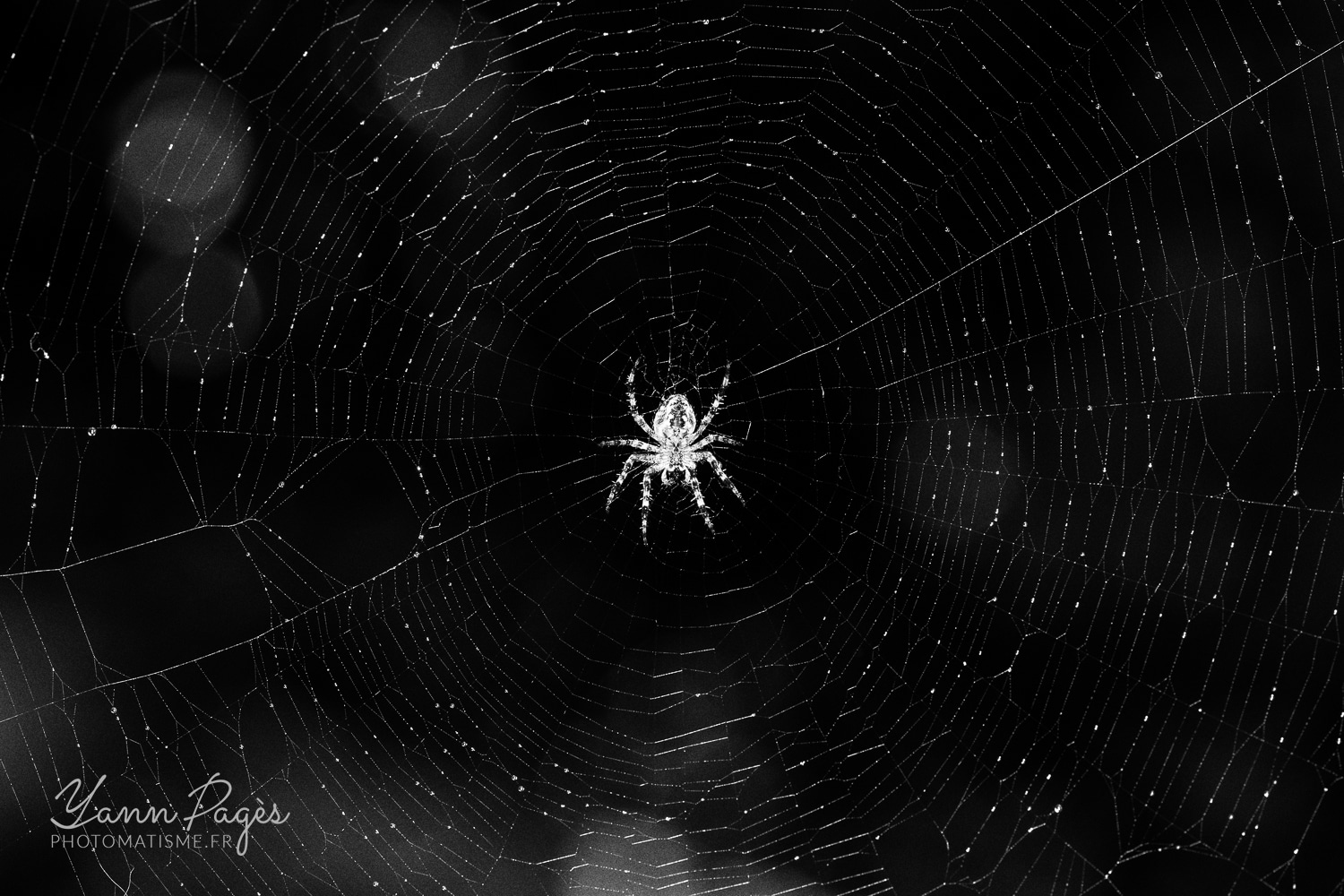 Macro : Épeire diadème. Araignée de jardin.