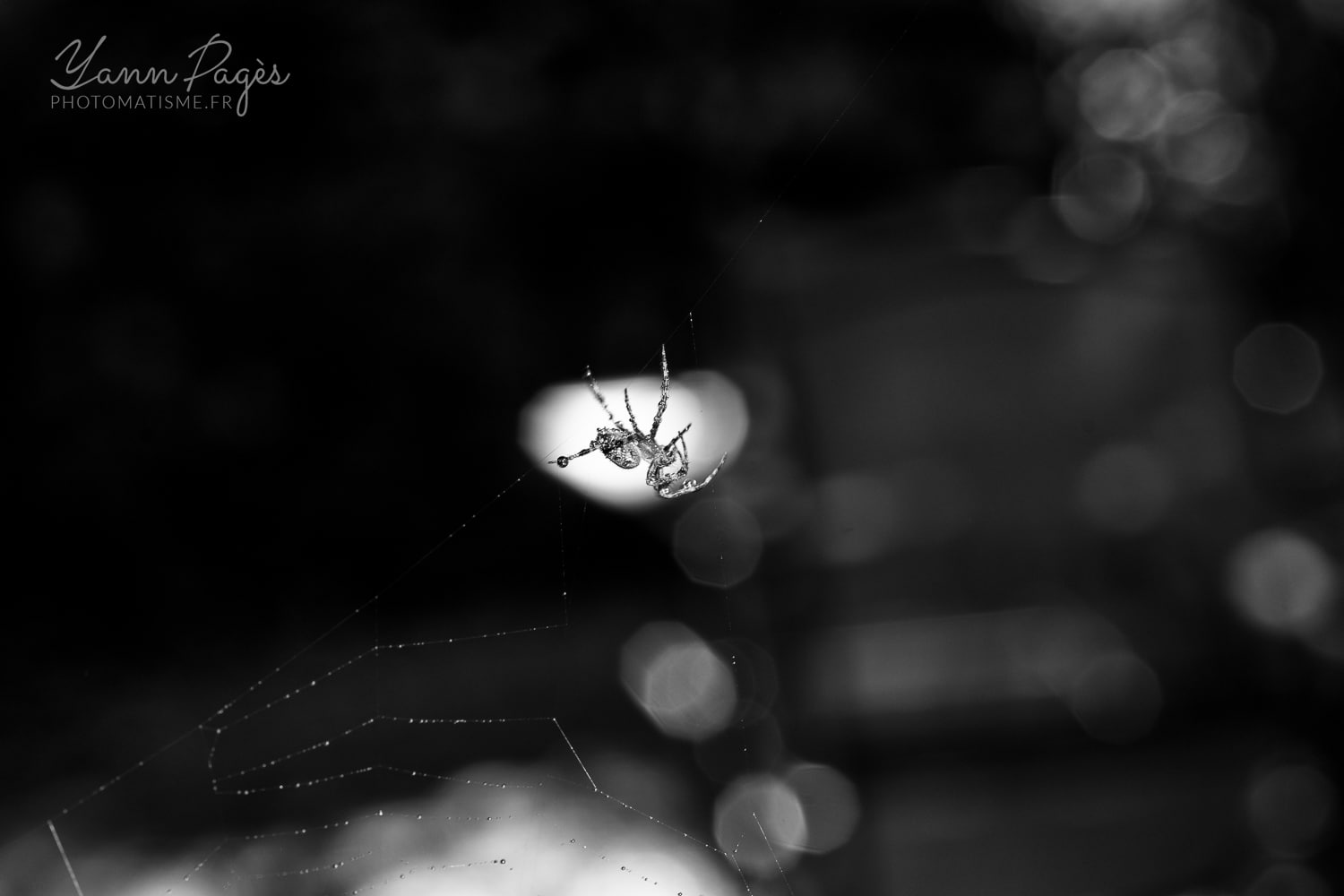 Macro : Épeire diadème. Araignée de jardin.