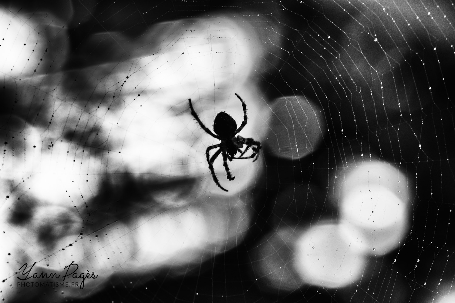 Macro : Épeire diadème. Araignée de jardin.