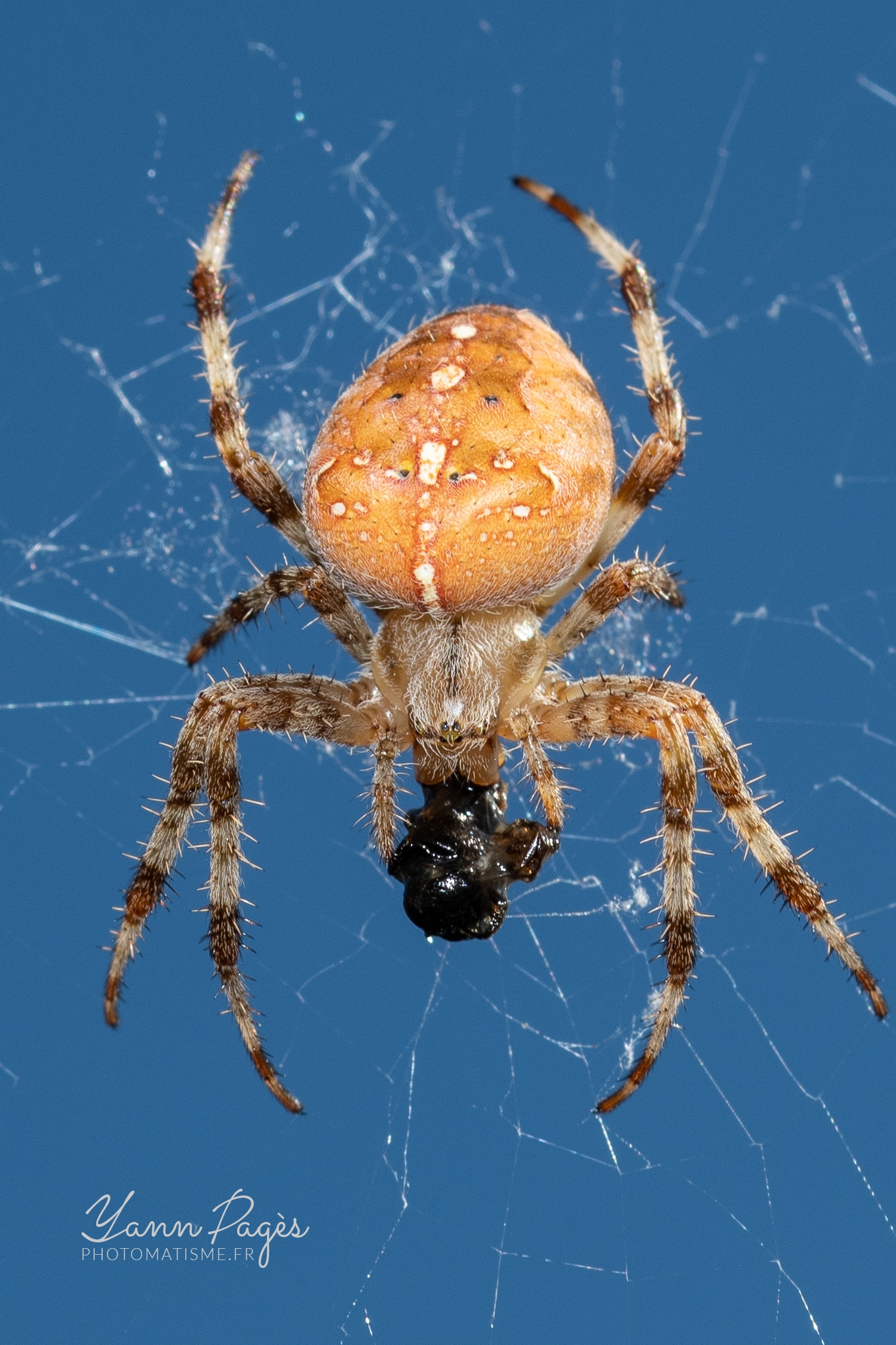 Macro : Épeire diadème. Araignée de jardin.