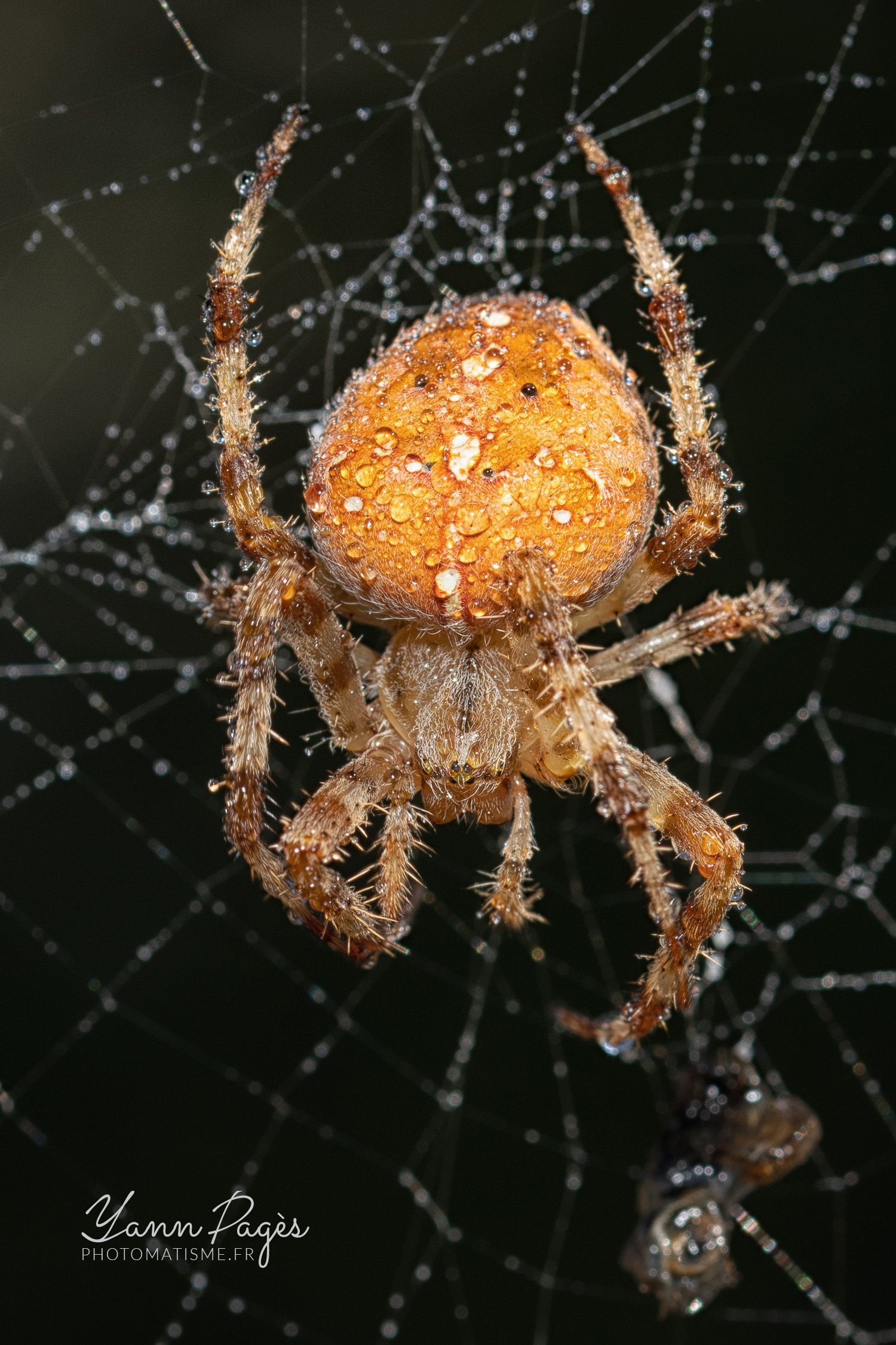 Macro : Épeire diadème. Araignée de jardin.