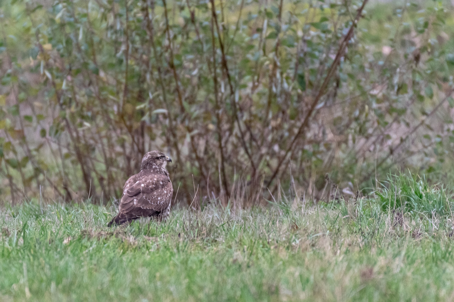 Buse variable