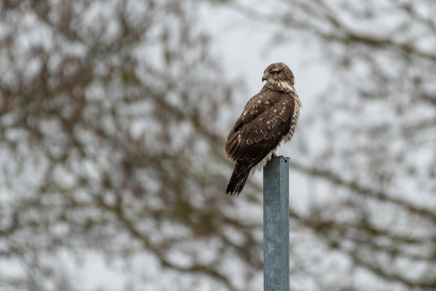 Buse variable