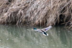 Canard colvert