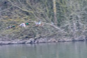 Canard colvert