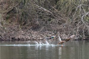 Canard colvert