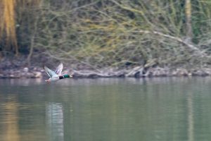 Canard colvert