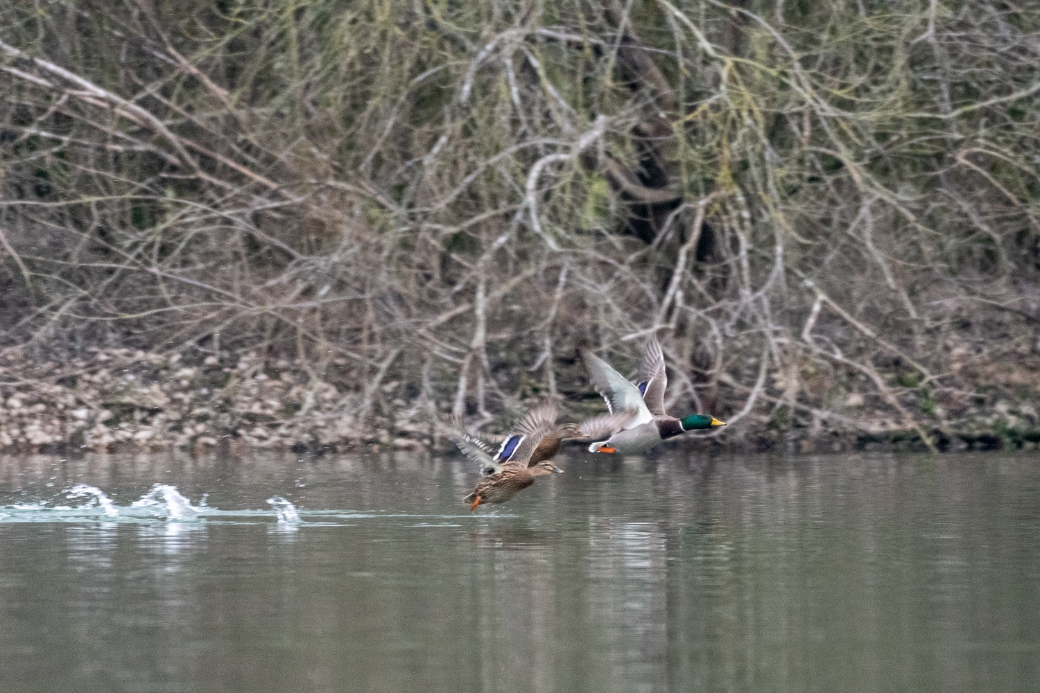 Canard colvert