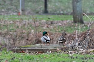 Canard colvert