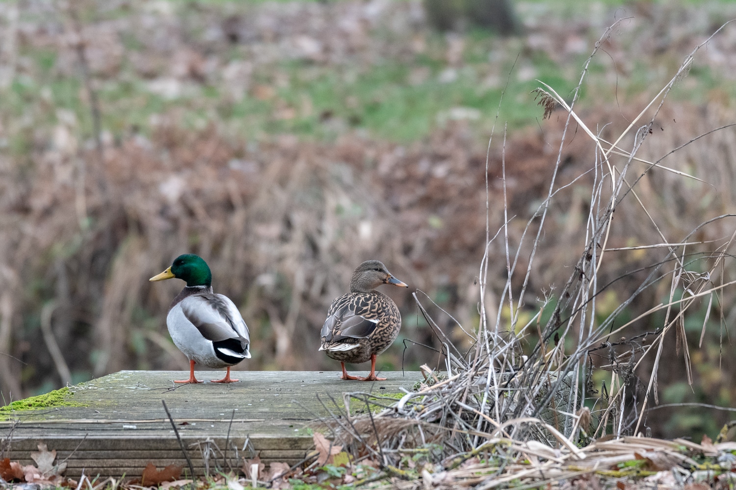 Canard colvert