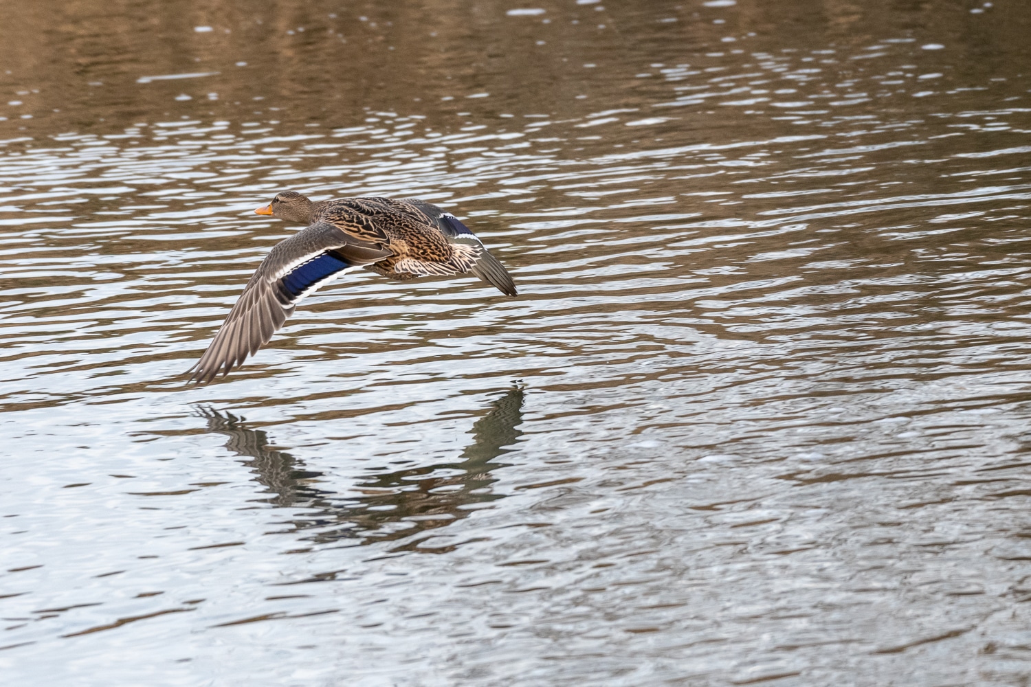 Canard colvert