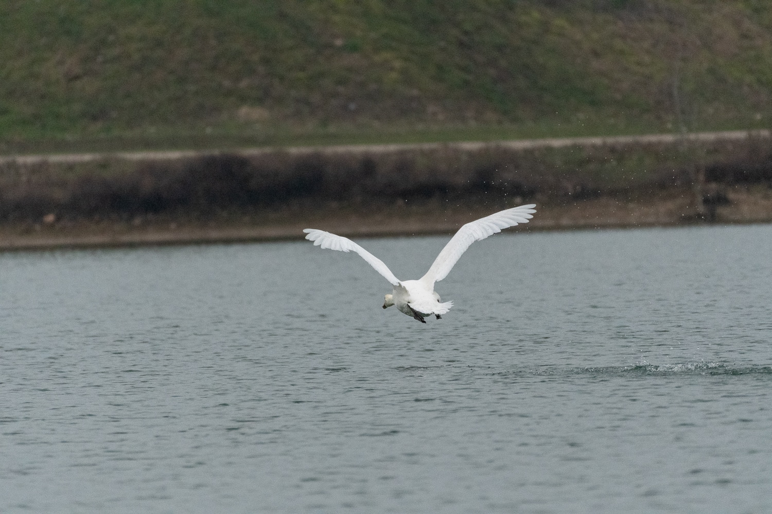 Cygne tuberculé