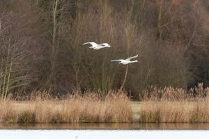 Cygne tuberculé