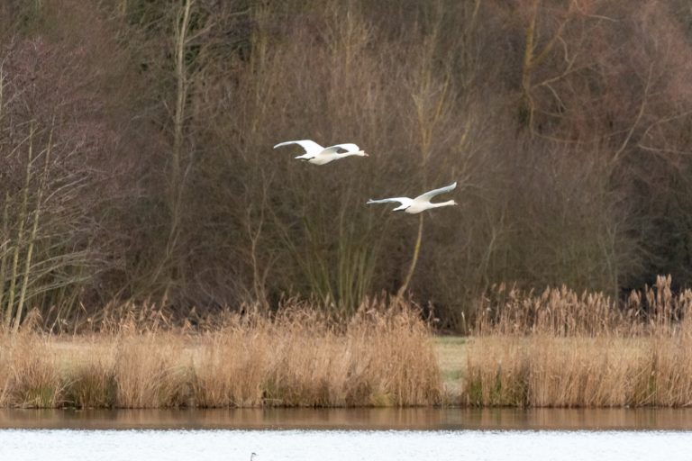 Cygne tuberculé