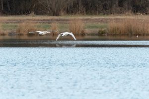 Cygne tuberculé