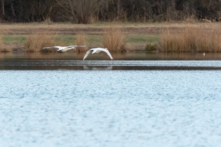 Cygne tuberculé