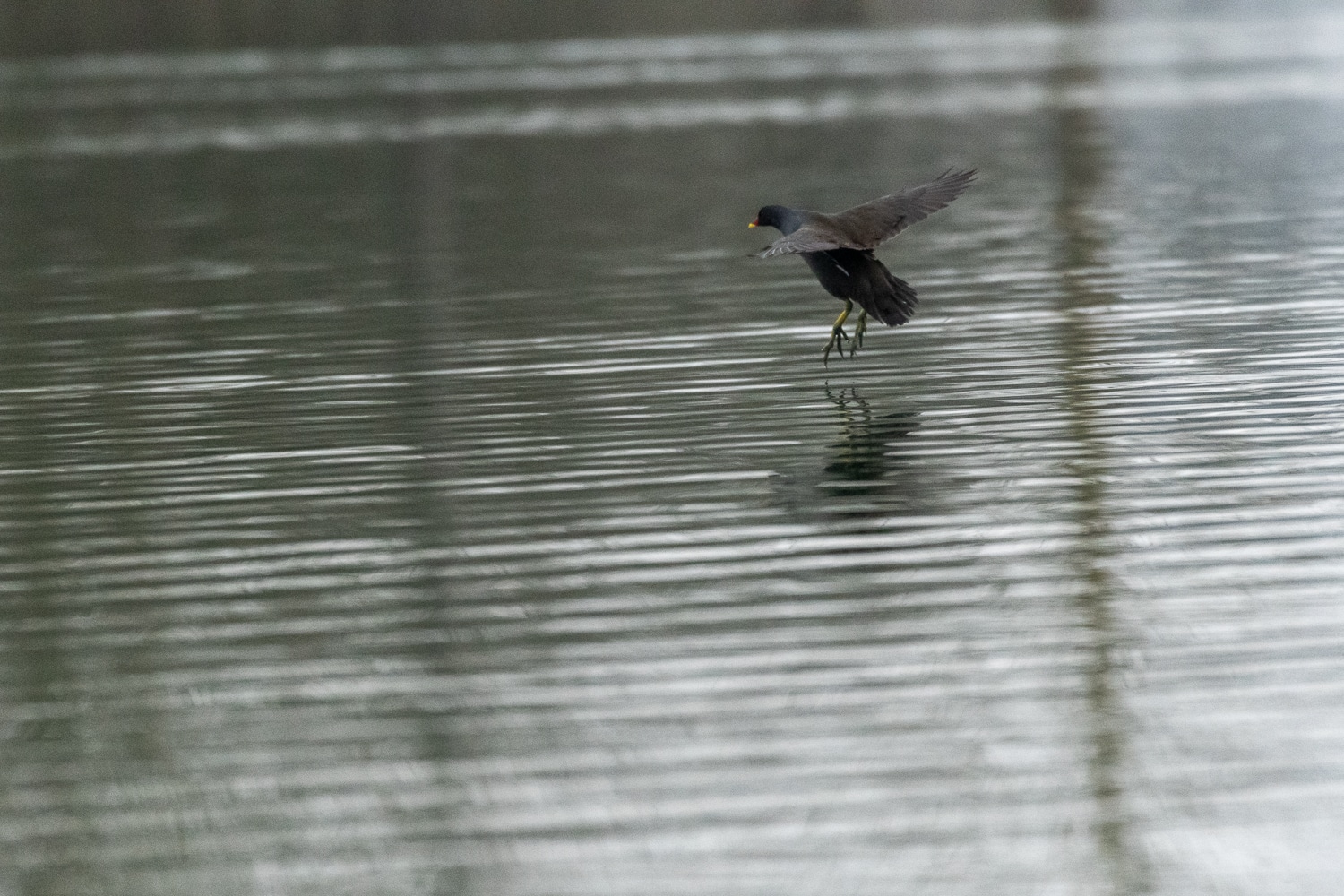 Gallinule poule-d'eau