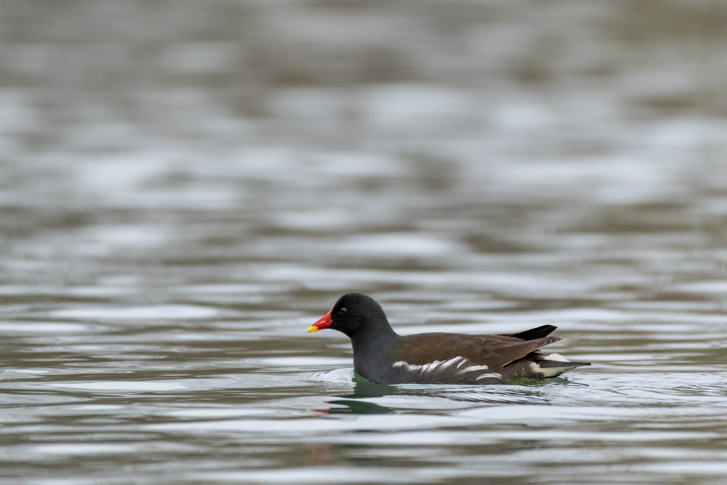 Gallinule poule-d'eau