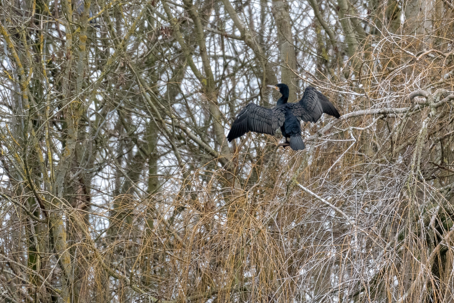 Grand cormoran