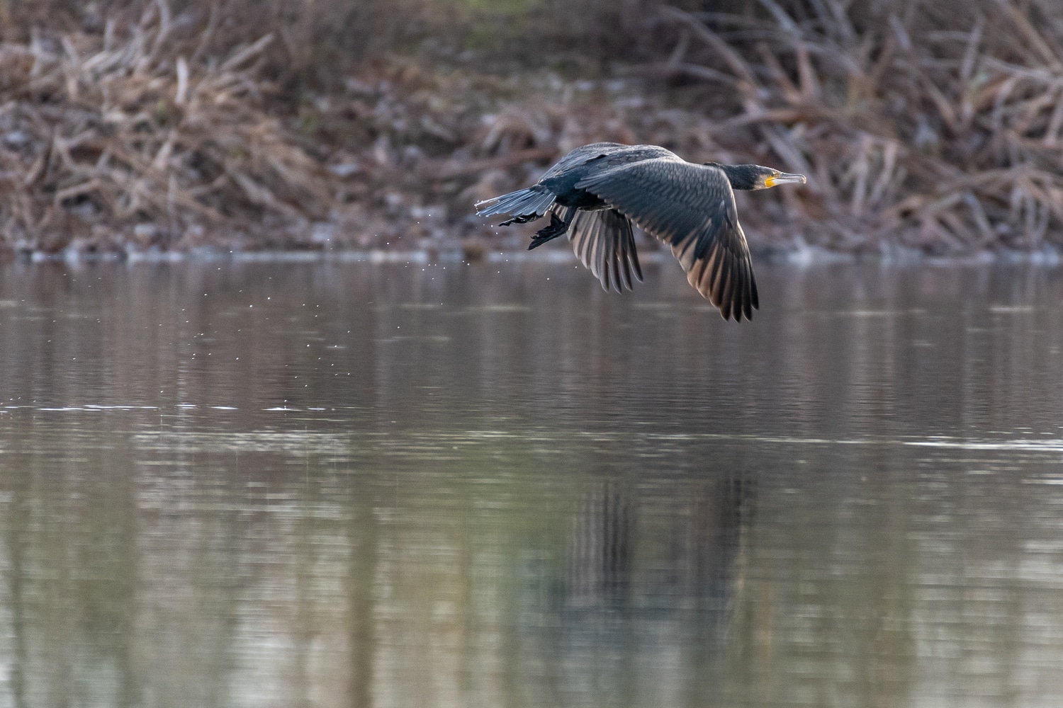 Grand cormoran